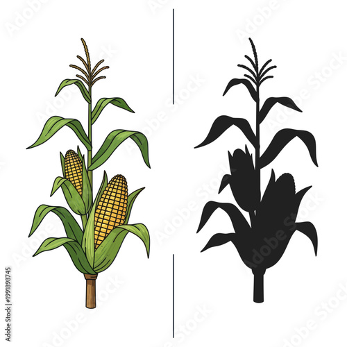 Corn Plant Illustration and Silhouette - Organic Farming and Harvest