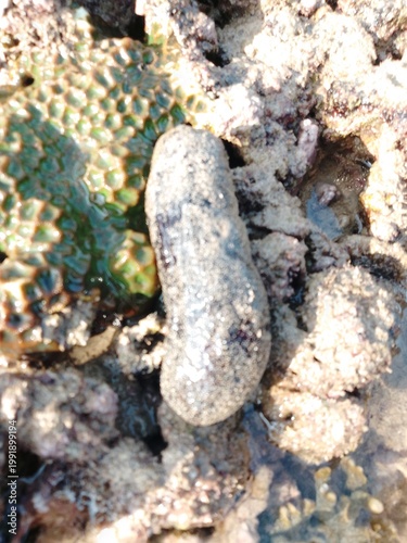 sea cucumber resting on a coral reef in shallow tropical waters. The glossy texture and dark coloration highlight the natural habitat of this marine invertebrate