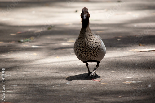 Картината върху платно the female Australian wood duck is walking on a path