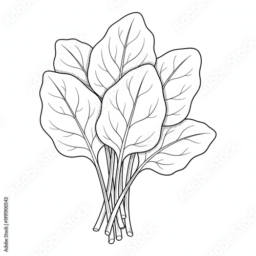 A bunch of fresh leafy greens with long stems and oval shaped leaves transparent background
