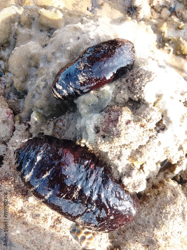 sea cucumber resting on a coral reef in shallow tropical waters. The glossy texture and dark coloration highlight the natural habitat of this marine invertebrate