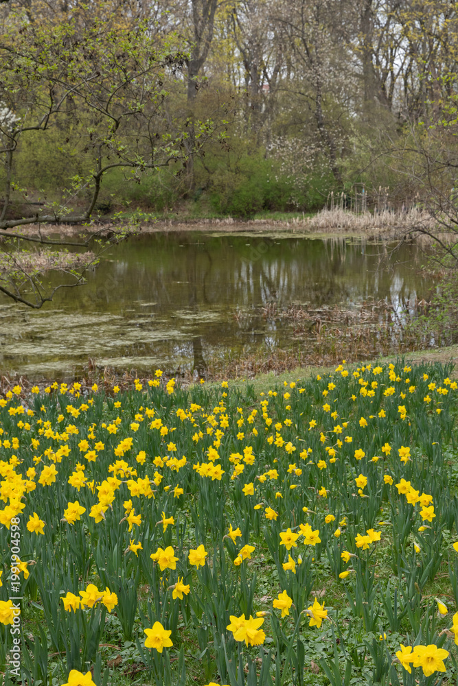 Obraz premium Field of daffodils by the water with tree reflections, peaceful spring day in a city park, Skaryszewski Park, Warsaw