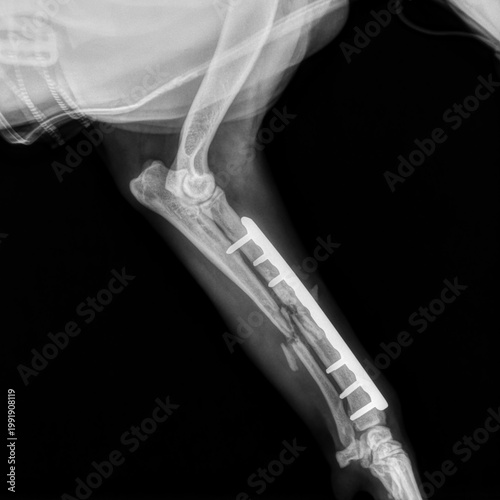 Pose d'une plaque vissée sur une fracture du radius et de l'ulna chez un chien, vue de profil