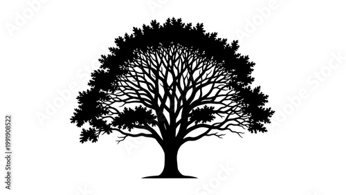 Silhouette of a majestic tree with dense foliage against a white background