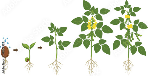 Plant growth stages from seed germination to flowering plant with roots and leaves botanical life cycle vector illustration