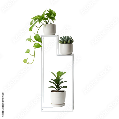 Modern Minimalist Indoor Plant Display with White Shelves and Green Foliage