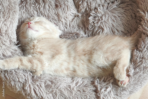 Close up of peaceful cream Scottish Fold kitten with soft pink paw pads