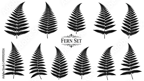 Elegant black and white fern leaf set for decorative or artistic use
