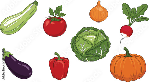 Fresh Garden Vegetables Collection Featuring Tomato Cabbage Eggplant Pumpkin Zucchini Onion Radish and Bell Pepper Vector Illustration Set for Organic Food Design.