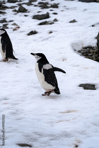 Antarctic expedition. Chinstrap penguin standing on snow near rocks in Antarctica. Antarctic Peninsula. Half moon Island