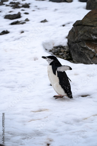 Antarctic expedition. Chinstrap penguin standing on snow near rocks in Antarctica. Antarctic Peninsula. Half moon Island