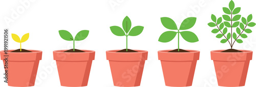 Plant growth stages in flower pots from seedling to mature leafy plant gardening development botanical vector illustration