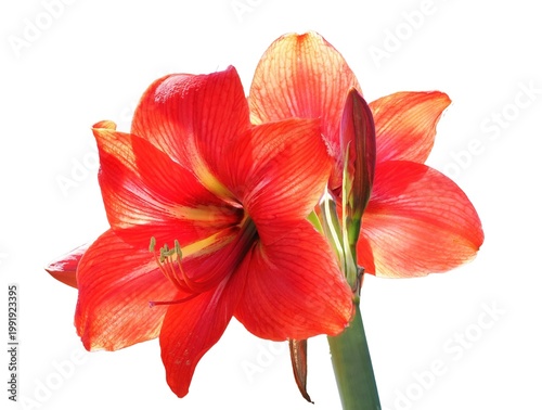 A Close-up Focus Stacked Image of a Red and Orange Amaryllis Blossoms Isolated on White