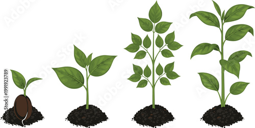 Plant growth stages from seed germination to mature leafy plant botanical development gardening and agriculture vector illustration
