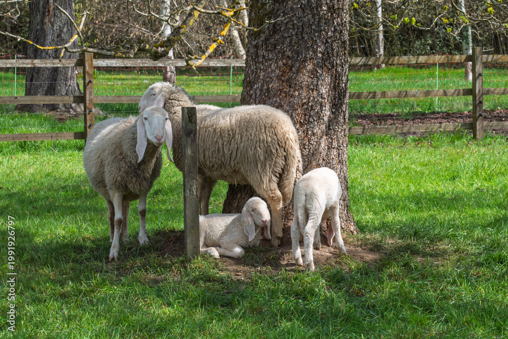 Fototapeta premium Troupeau de moutons Bergamasques et agneaux dans un pâturage ensoleillé.