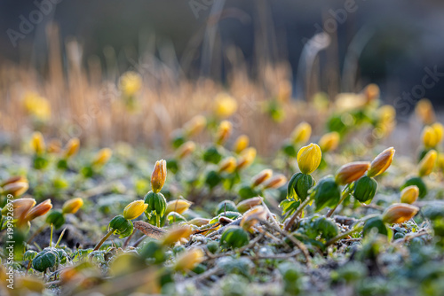 Photos Tiny winter aconites rise from the frozen earth