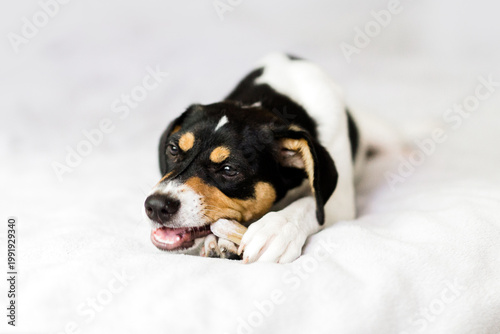 Canvastavla Tricolor dog chewing treat, low angle, white background