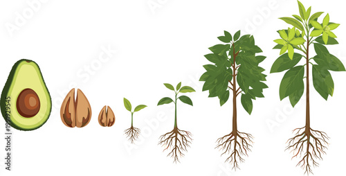 Avocado tree growth stages from seed germination to mature plant with roots botanical life cycle vector illustration