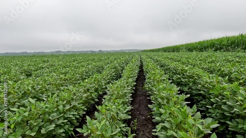 Slow-motion POV rising from a low angle to reveal a wide view of a lush soybean field under an overcast sky. Captured in mid-July in the Midwest, USA.