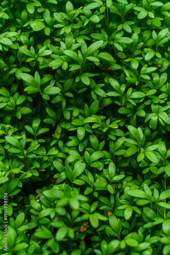 Obraz premium watercress salad microgreens macro photo