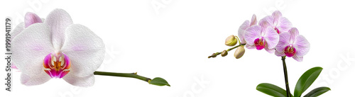 Beautiful Pink and White Orchid Flowers Phalaenopsis Set; Elegant Tropical Floral Blooms with Green Leaves Isolated on White Background for Wellness and Spa Design Decor.