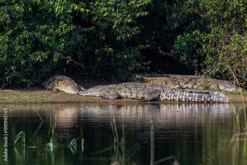 Fotografia Large Nile crocodiles basking on the Nile riverbank in Murchison Falls National Park, Uganda