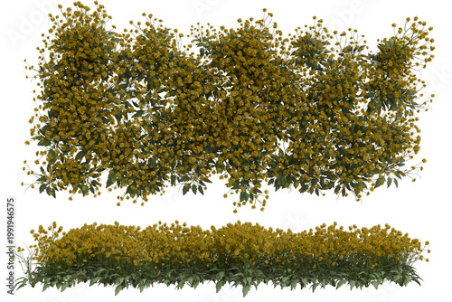 A floral arrangement of yellow flowers and green leaves arranged in two rows