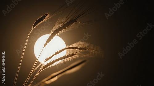 A dramatic nighttime photograph captures wheat stalks against the full moon.