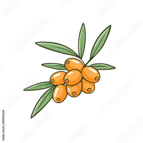 Hand-drawn illustration of a sea buckthorn branch with bright orange berries and green leaves