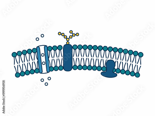 Cell Membrane Structure with Phospholipid Bilayer and Membrane Proteins Illustration