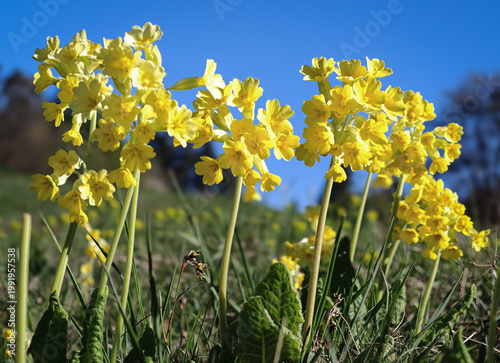 Quadro su tela Yellow cowslip flowers (Primula veris) growing in patches on a sunny meadow in the Bükk Mountains, Hungary, early spring wildflower scene