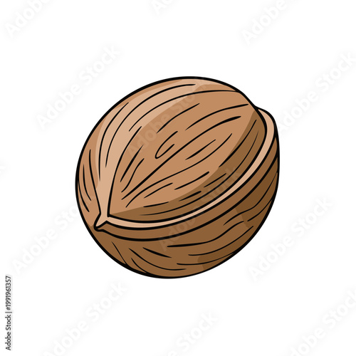 Detailed illustration of a single whole walnut with a textured shell against a white background
