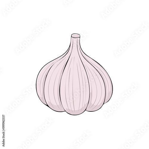 Hand-Drawn Illustration of a Single Garlic Bulb with Visible Cloves