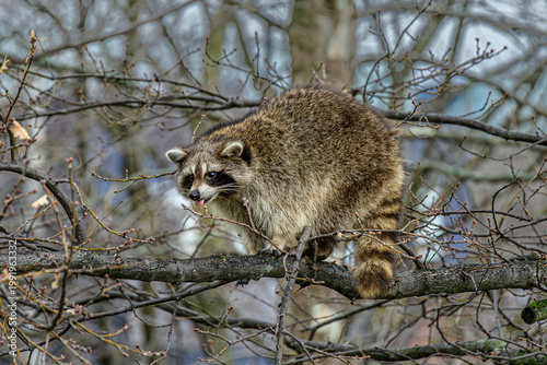 Canvas Print Wild raccoon climbing bare spring branches in urban woodland, Toronto, Canada