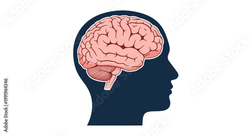 Illustration of a human brain within the silhouette of a head