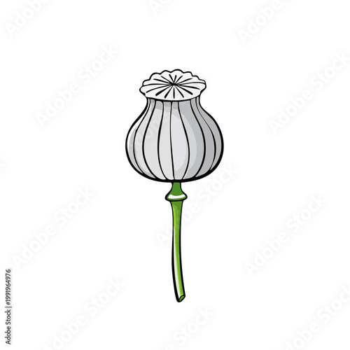 Botanical Illustration of a Single Intact Poppy Seed Pod with Green Stem
