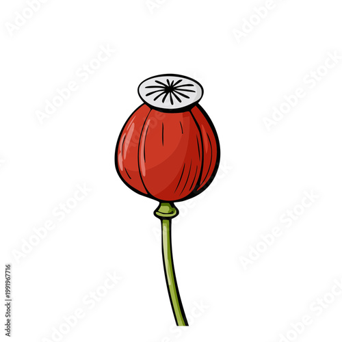 Red poppy seed pod with green stem and white crown detail illustration