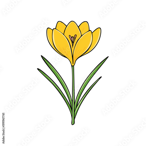 Vibrant Yellow Crocus Flower with Green Leaves Hand-Drawn Illustration Spring Season
