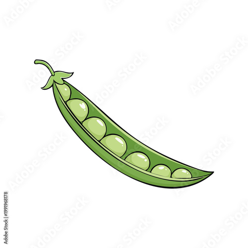 Fresh green pea pod with multiple round peas inside, a healthy vegetable illustration