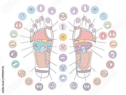 Foot reflexology chart with organ zones