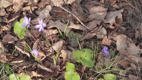 Small purple wildflowers emerge from a bed of dry brown leaves on the forest floor. Soft daylight illuminates the delicate petals and natural textures of the early spring woodland ground. 