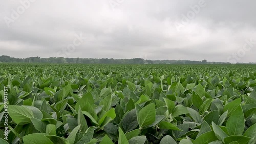 POV video featuring a downward motion toward healthy green soybeans in a large no-till field under an overcast sky. Captured in mid-July in the Midwest, USA.