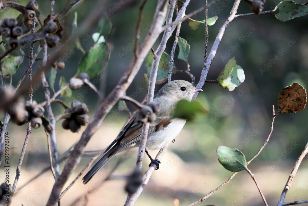 Obraz premium Female Golden Whistler (Pachycephala pectoralis) perched in eucalypt, South Australia