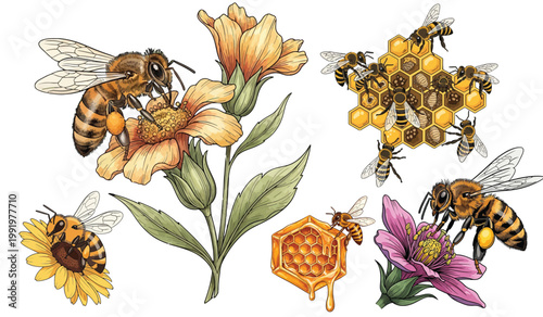 Honey Bees Pollinating Flowers with Honeycomb and Dripping Honey Watercolor Illustration Set Isolated
