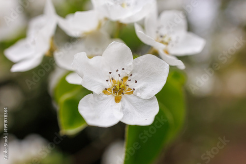 Pear tree branches covered with white blossoms spring bloom natural background