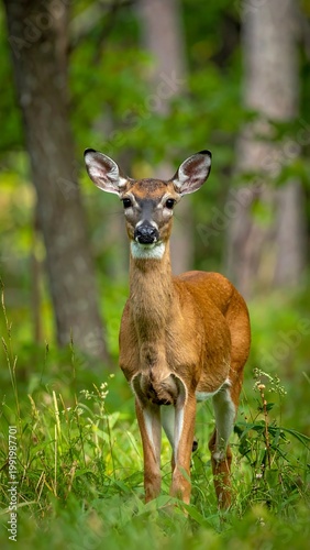 A young deer gazes directly at the camera, framed by green foliage and blurred trees in a lush, natural woodland environment