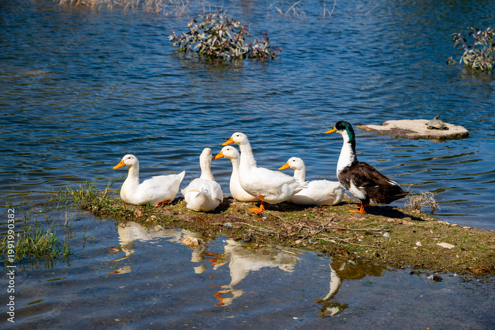 Fototapeta premium The Pekin or White Pekin is an American breed of domestic duck, raised primarily for meat. It derives from birds brought to the United States from China in the nineteenth century, and is now bred in m