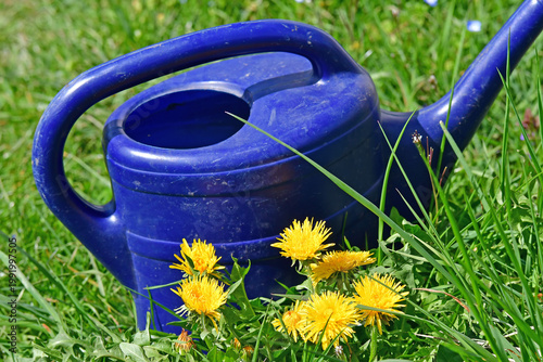 blue watering can on a green meadow with dandelion flowers in sp