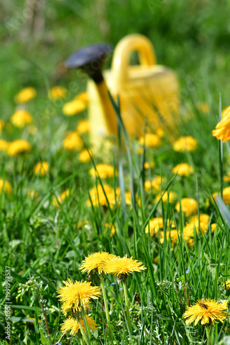 yellow watering can on a green meadow with dandelion flowers in
