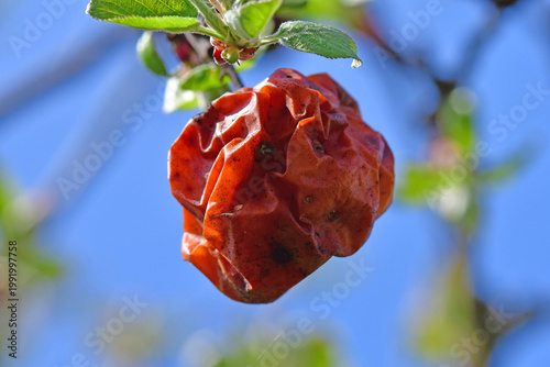 Naklejka rotten apple on a tree in spring